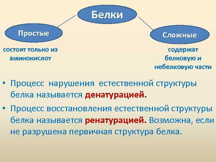 Как называется процесс разрушения белков