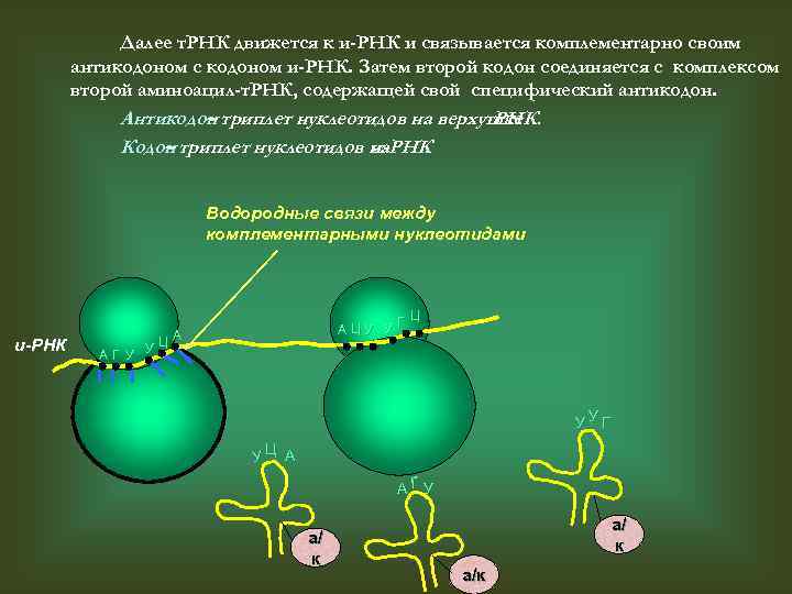 Далее т. РНК движется к и-РНК и связывается комплементарно своим антикодоном с кодоном и-РНК.