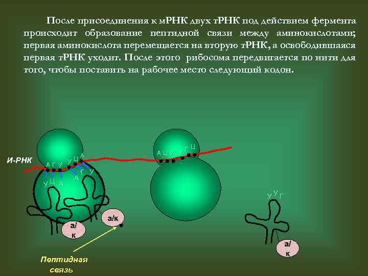 После присоединения к м. РНК двух т. РНК под действием фермента происходит образование пептидной