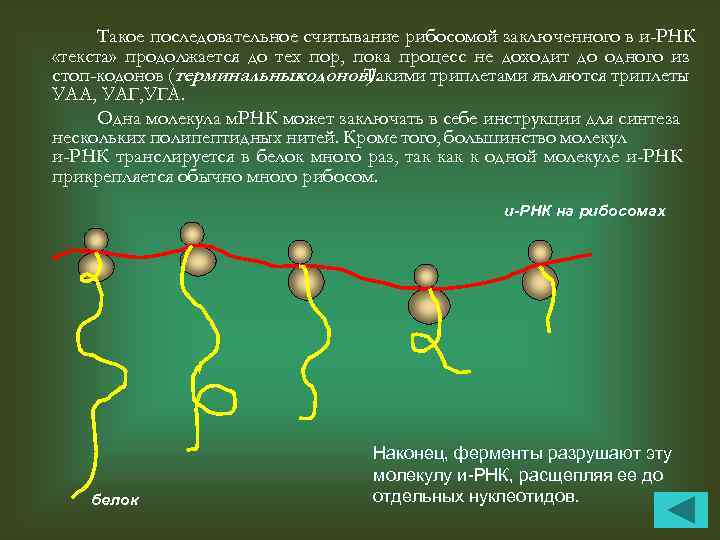 Такое последовательное считывание рибосомой заключенного в и-РНК «текста» продолжается до тех пор, пока процесс