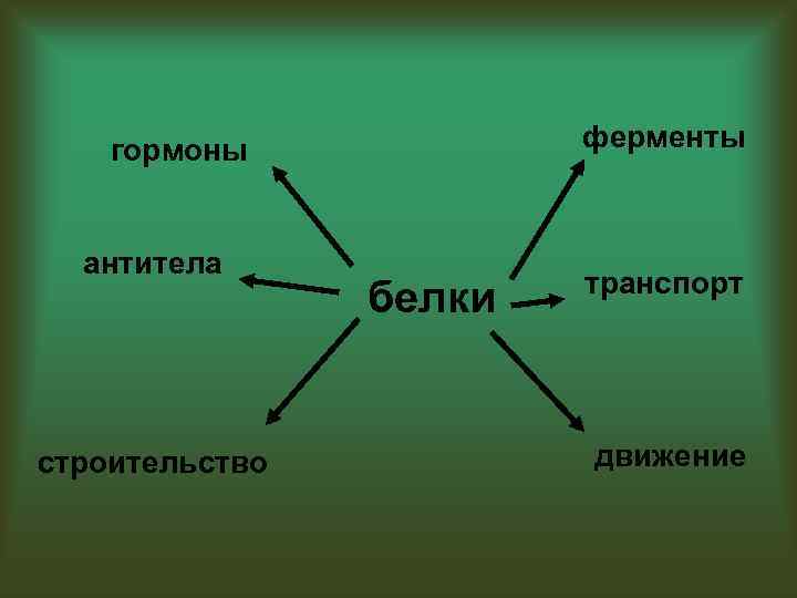 ферменты гормоны антитела строительство белки транспорт движение 