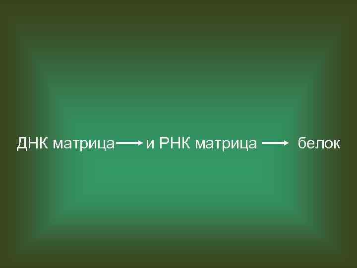 ДНК матрица и РНК матрица белок 