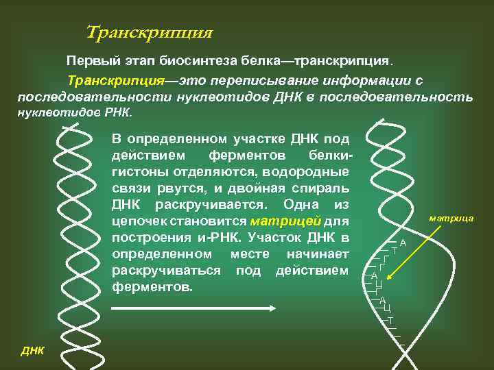 Транскрипция Первый этап биосинтеза белка—транскрипция. Транскрипция—это переписывание информации с последовательности нуклеотидов ДНК в последовательность