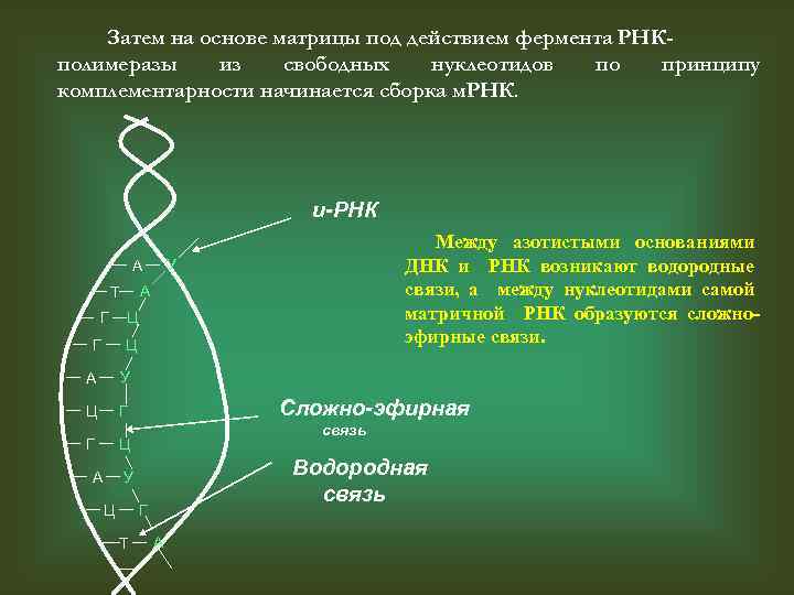 Затем на основе матрицы под действием фермента РНКполимеразы из свободных нуклеотидов по принципу комплементарности