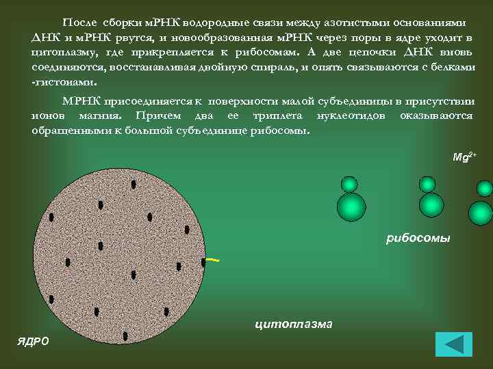 После сборки м. РНК водородные связи между азотистыми основаниями ДНК и м. РНК рвутся,