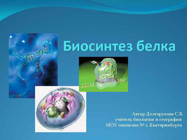 Биосинтез белка Автор Долгорукова С. В. учитель биологии и географии МОУ гимназия № 2.