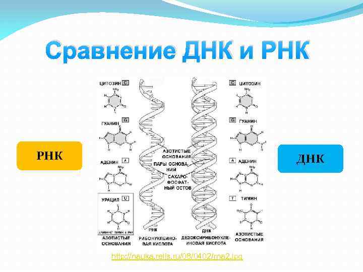 Сравнение ДНК и РНК ДНК http: //nauka. relis. ru/08/0402/rna 2. jpg 