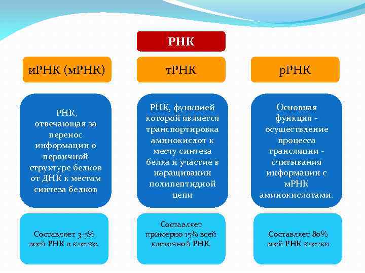 РНК и. РНК (м. РНК) т. РНК р. РНК, отвечающая за перенос информации о