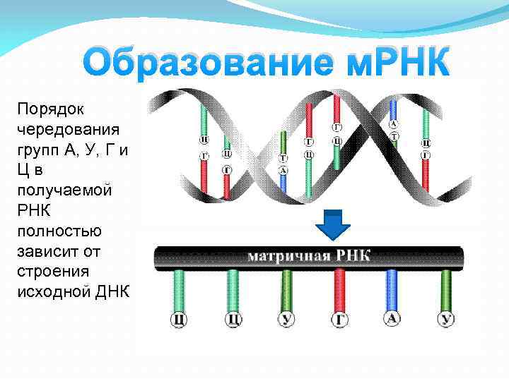 Образование м. РНК Порядок чередования групп А, У, Г и Цв получаемой РНК полностью