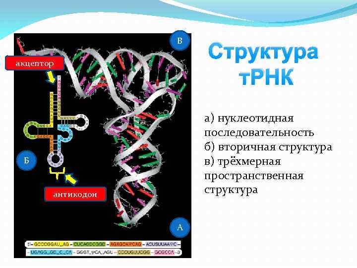 В акцептор Структура т. РНК а) нуклеотидная последовательность б) вторичная структура в) трёхмерная пространственная