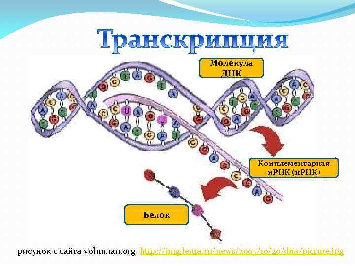 Молекула ДНК Комплементарная м. РНК (и. РНК) Белок рисунок с сайта vohuman. org http: