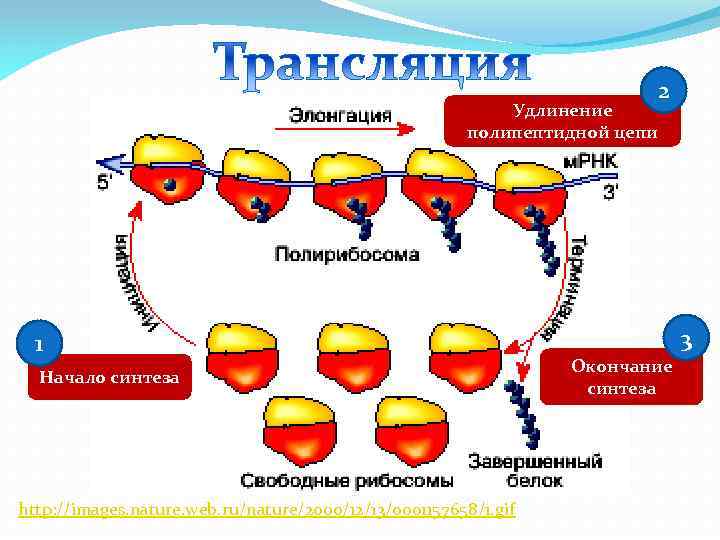 2 Удлинение полипептидной цепи 1 Начало синтеза http: //images. nature. web. ru/nature/2000/12/13/0001157658/1. gif 3