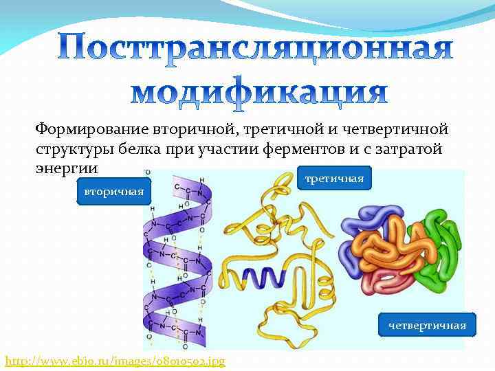 Формирование вторичной, третичной и четвертичной структуры белка при участии ферментов и с затратой энергии