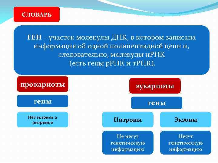 СЛОВАРЬ ГЕН – участок молекулы ДНК, в котором записана информация об одной полипептидной цепи