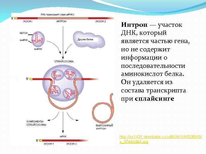 Интрон — участок ДНК, который является частью гена, но не содержит информации о последовательности