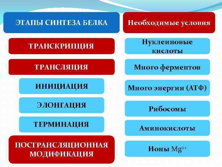 Синтез белка таблица. Этапы синтеза белка. Основные этапы синтеза белка. Этапы биосинтеза белка. Основные этапы биосинтеза белка.