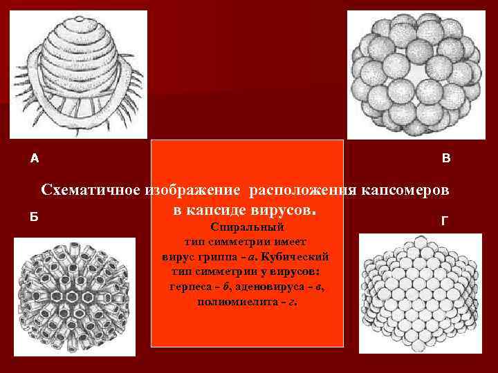 А В Схематичное изображение расположения капсомеров в капсиде вирусов. Б Спиральный тип симметрии имеет