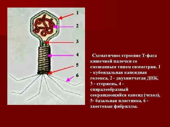  Схематичное строение Т-фага кишечной палочки со смешанным типом симметрии. 1 - кубоидальная капсидная