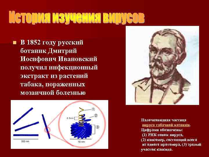 n В 1852 году русский ботаник Дмитрий Иосифович Ивановский получил инфекционный экстракт из растений