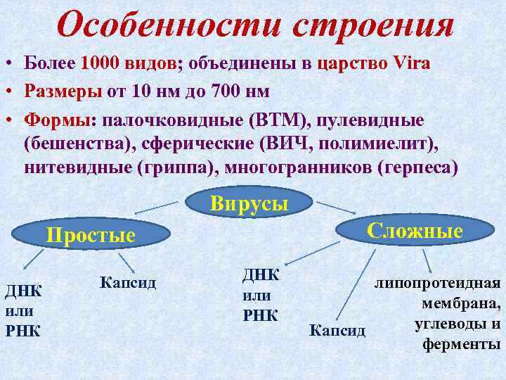 Особенности строения • Более 1000 видов; объединены в царство Vira • Размеры от 10