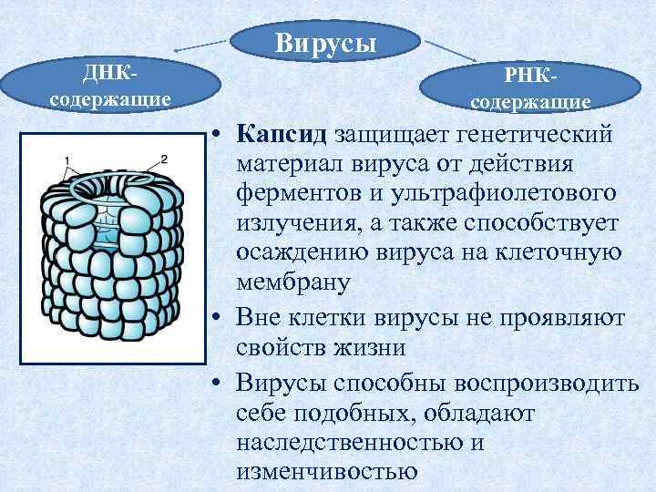 Вирусы ДНКсодержащие РНКсодержащие • Капсид защищает генетический материал вируса от действия ферментов и ультрафиолетового