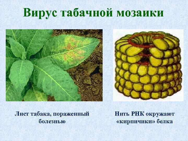 Вирус табачной мозаики Лист табака, пораженный болезнью Нить РНК окружают «кирпичики» белка 