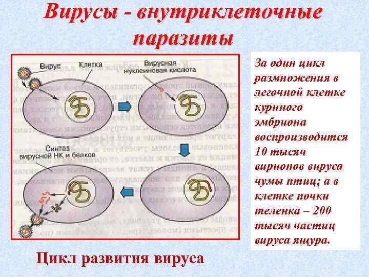 Вирусы - внутриклеточные паразиты За один цикл размножения в легочной клетке куриного эмбриона воспроизводится