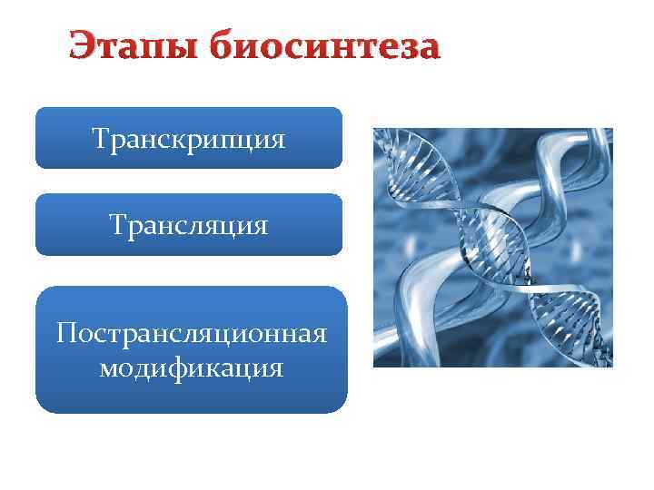 Этапы биосинтеза Транскрипция Трансляция Пострансляционная модификация 