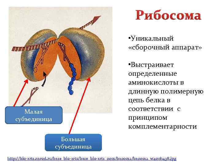 Рибосома • Уникальный «сборочный аппарат» • Выстраивает определенные аминокислоты в длинную полимерную цепь белка