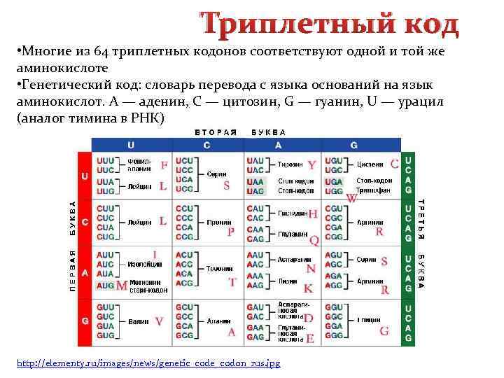 Триплетный код • Многие из 64 триплетных кодонов соответствуют одной и той же аминокислоте