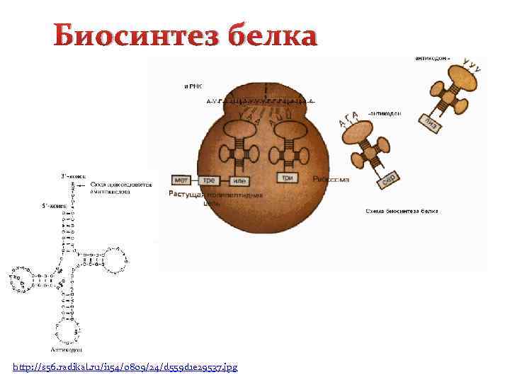 Биосинтез белка http: //s 56. radikal. ru/i 154/0809/24/d 559 d 1 e 29537. jpg