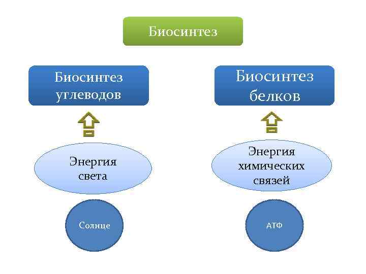 Биосинтез углеводов Энергия света Солнце Биосинтез белков Энергия химических связей АТФ 