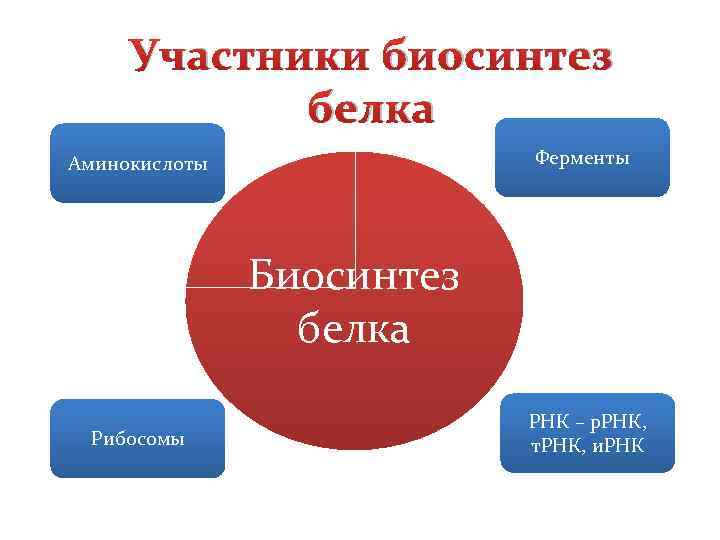 Участники биосинтез белка Ферменты Аминокислоты Биосинтез белка Рибосомы РНК – р. РНК, т. РНК,