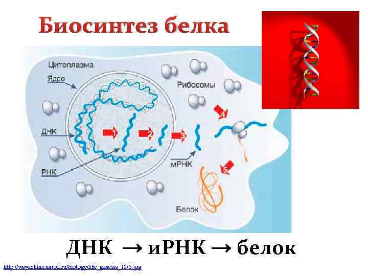 Биосинтез белка ДНК → и. РНК → белок http: //wsyachina. narod. ru/biology/life_genesis_12/5. jpg 