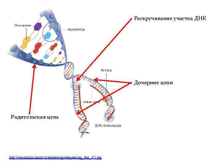 Раскручивание участка ДНК Дочерние цепи Родительская цепь http: //wsyachina. narod. ru/technology/sequencing_dna_1/1. jpg 