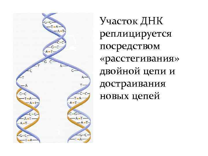 Участок ДНК реплицируется посредством «расстегивания» двойной цепи и достраивания новых цепей 