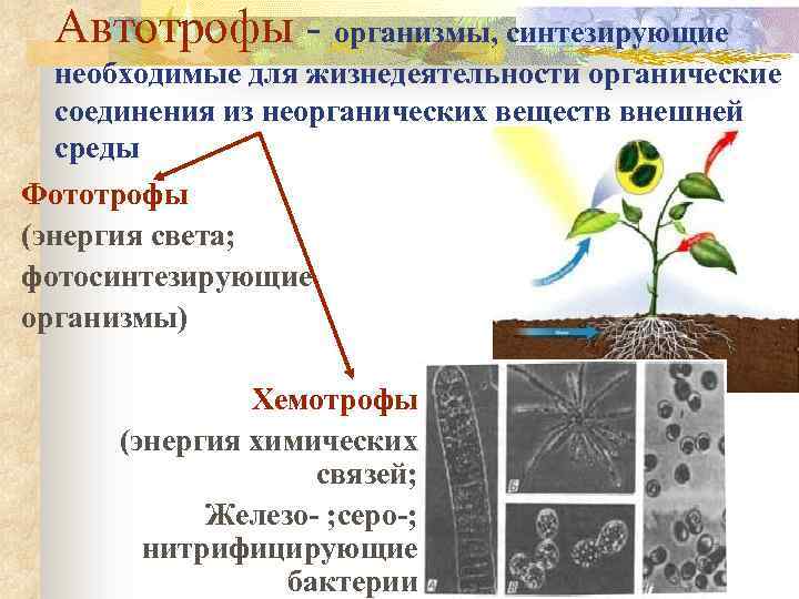 Автотрофы - организмы, синтезирующие необходимые для жизнедеятельности органические соединения из неорганических веществ внешней среды