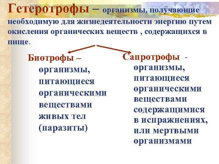 Гетеротрофы – организмы, получающие необходимую для жизнедеятельности энергию путем окисления органических веществ , содержащихся