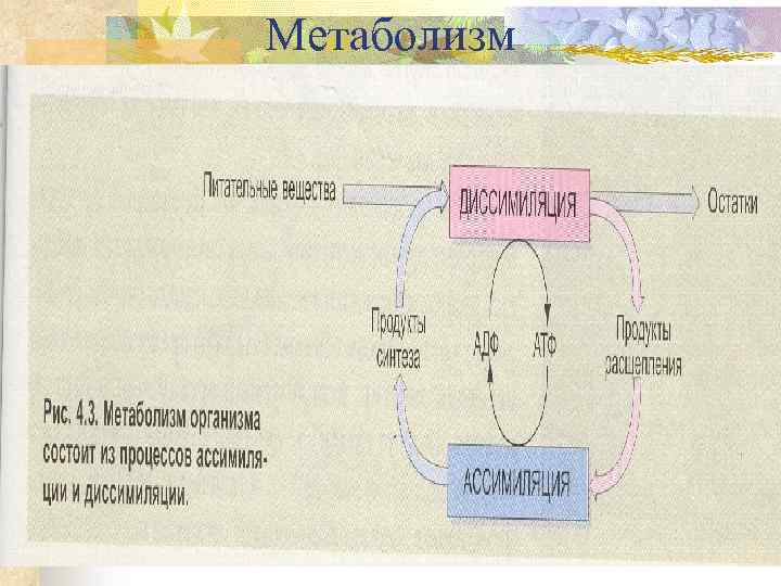 Метаболизм 