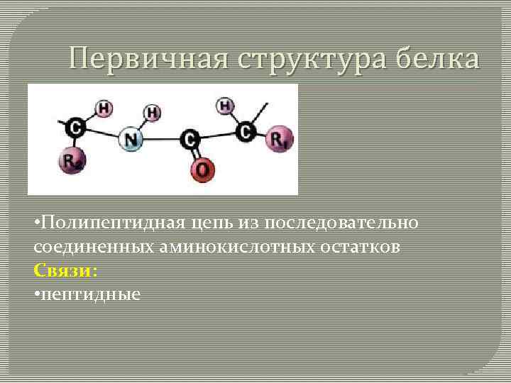 Первичная структура белка • Полипептидная цепь из последовательно соединенных аминокислотных остатков Связи: • пептидные
