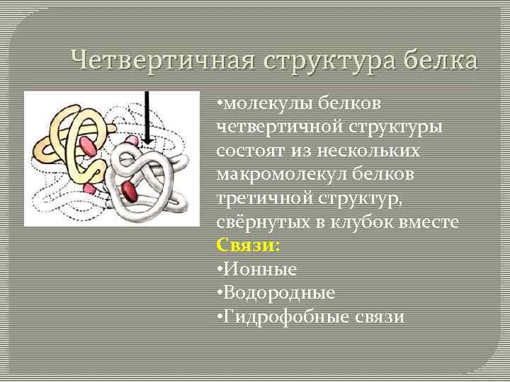 Четвертичная структура белка • молекулы белков четвертичной структуры состоят из нескольких макромолекул белков третичной