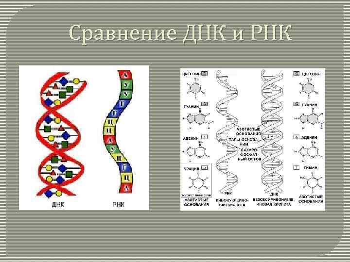 Сравнение ДНК и РНК 