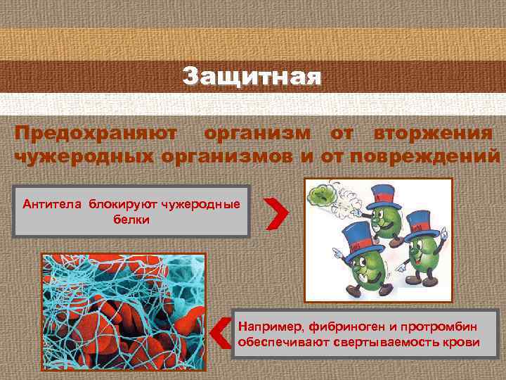 Защитная Предохраняют организм от вторжения чужеродных организмов и от повреждений Антитела блокируют чужеродные белки