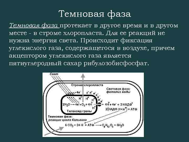 Темновая фаза протекает в другое время и в другом месте - в строме хлоропласта.