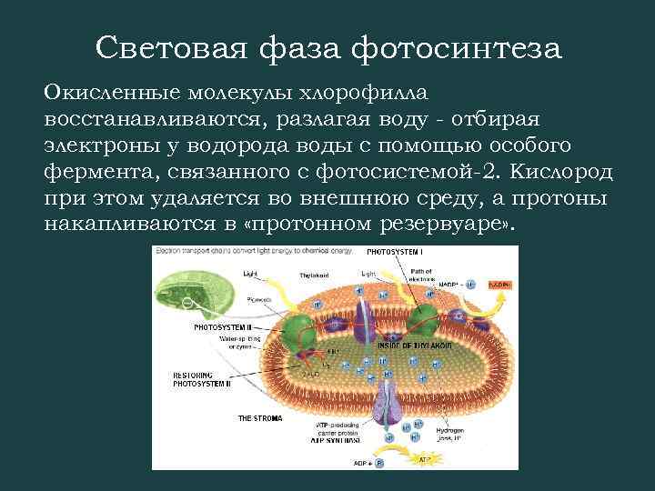 Световая фаза фотосинтеза Окисленные молекулы хлорофилла восстанавливаются, разлагая воду - отбирая электроны у водорода
