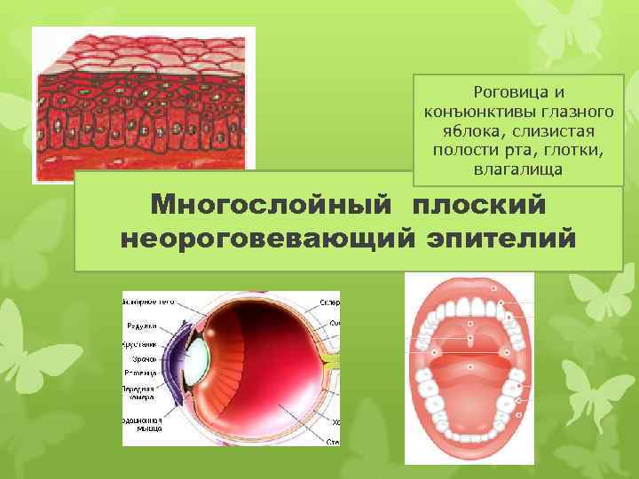 Роговица и конъюнктивы глазного яблока, слизистая полости рта, глотки, влагалища Многослойный плоский неороговевающий эпителий