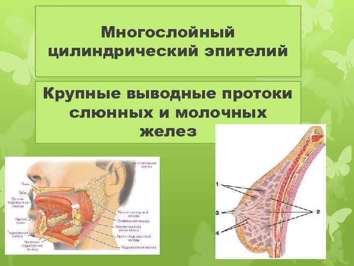 Многослойный цилиндрический эпителий Крупные выводные протоки слюнных и молочных желез 