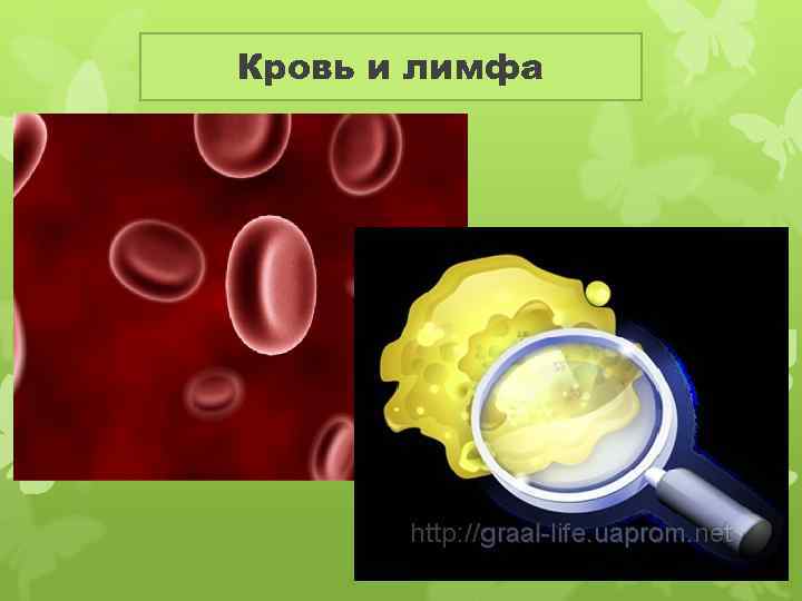 Кровь и лимфа 