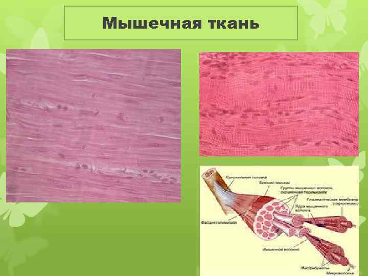 Мышечная ткань. Клетки мышечной ткани. Гладкая мышечная ткань в дерме