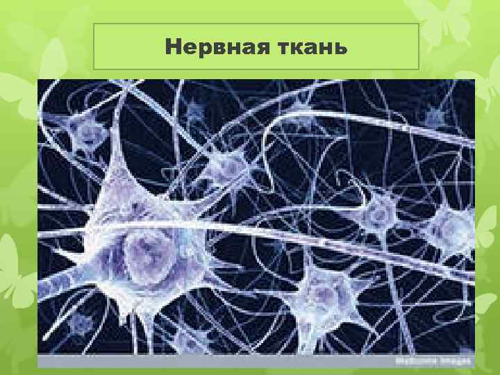 Нервная ткань 
